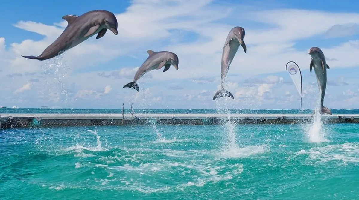 the show with dolphins